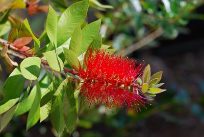 Callistemon laevis - štětkovec - květ1 u